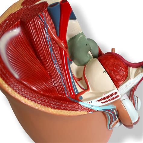 If you were to walk into a crime scene containing skeletal remains, one of the quickest. Anatomical Human Male Pelvic Section Model | Male Anatomy ...