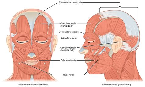 It is comprised of many bones, which are formed by intramembranous. Axial Muscles of the Head, Neck, and Back - Anatomy ...