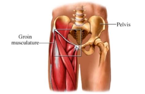 Posterior surface anatomy with muscles that intersect sciatic nerve (1. Groin Strains Treatment|Singapore Sports Clinic|Fast Healing