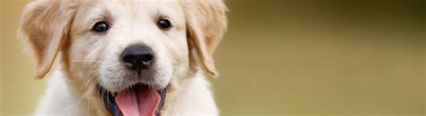 View our wide variety of dogs and puppies for sale in michigan including golden retriever, pomeranian, german shepherd, lab puppies & more at petland novi. Puppies for sale - Petland Janesville