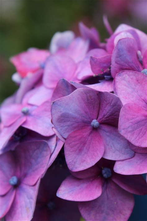 It is widely cultivated in many parts of the world in many climates. Hydrangea BLOOMSTRUCK in 2020 | Trees and shrubs, Plants ...