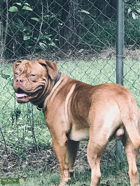 Smaller dog breeds tend to mature later than larger dog breeds. Stud Dog - French Mastiff Male 3 years old - Breed Your Dog