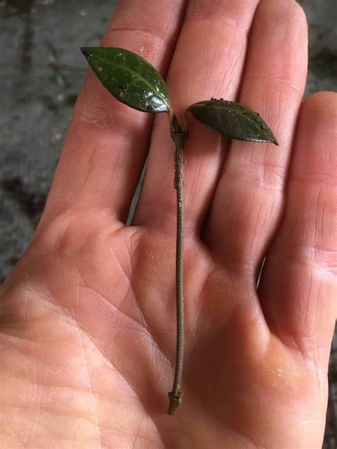 Cuttings would be quite easy with jasmine. Propagating Star Jasmine (Trachelospermum) | Jasmine plant ...