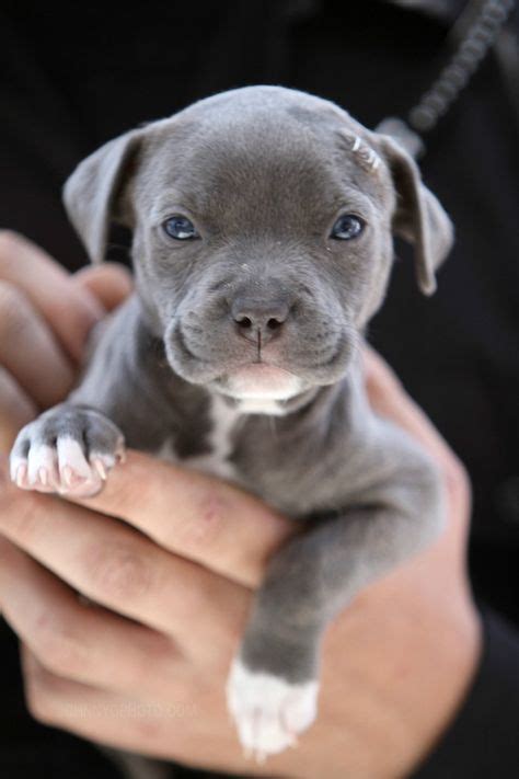See reviews, photos, directions, phone numbers and more for colorado pitbull. Pocket-sized puppy -- For Puppy Fridays from Underdog ...