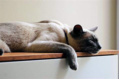 Physically, this breed is known for its elegant and long body, has a siamese males weigh 8 to 12 pounds while females mostly weight 8 pounds. The Siamese Cat