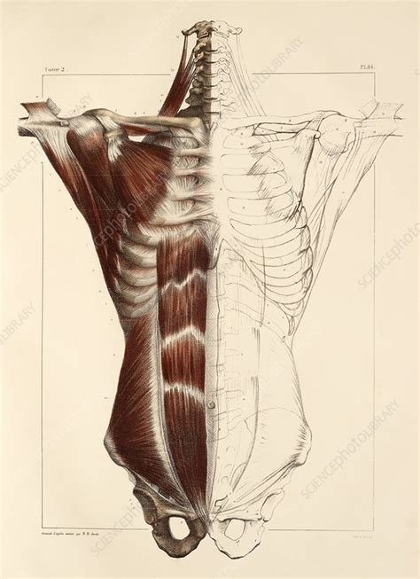 Realistic, detailed and anatomically accurate fully textured human female torso anatomy including the corresponding parts of the body, muscles, skeleton, internal organs and lymphatic systems. Trunk muscle anatomy, 1831 artwork - Stock Image - C014 ...