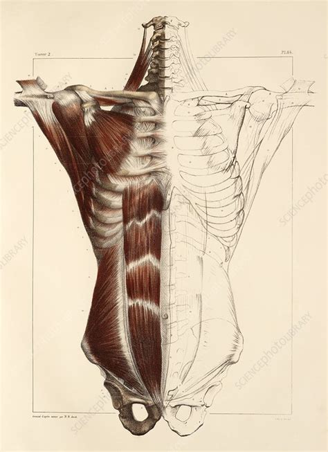 The torso muscles attach to the skeletal core of the trunk, and depending on their location are divided into two large groups: Trunk muscle anatomy, 1831 artwork - Stock Image - C014 ...