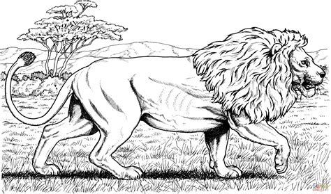 Disney characters like simba and mufasa have contributed in increasing the popularity of lion coloring sheets among kids. Walking African Lion coloring page | Free Printable ...