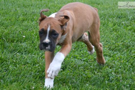 Find boxer puppies and dogs for adoption today! Boxer puppy for sale near Fort Wayne, Indiana. | 7e039207-e801
