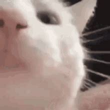 Makes for interesting conversations though! Cat Cat Vibing GIF - Cat CatVibing CatDancing - Discover ...