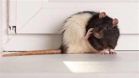 Finding a mouse infestation in your home or business is a serious problem that needs a proper solution. Rat Pest Control | Rats And Mice In The House