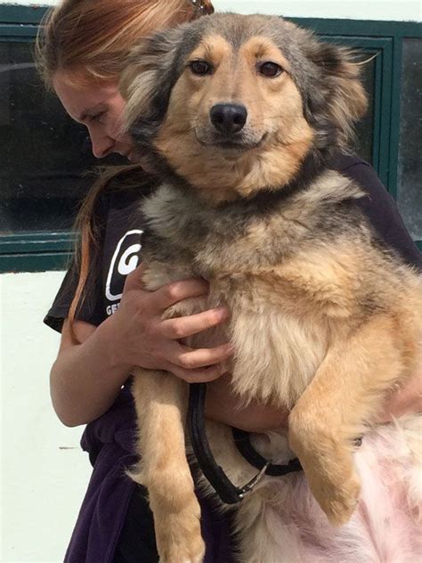 Ward county, minot, nd id: Hippy the gsd cross puppy is just beautiful | German ...