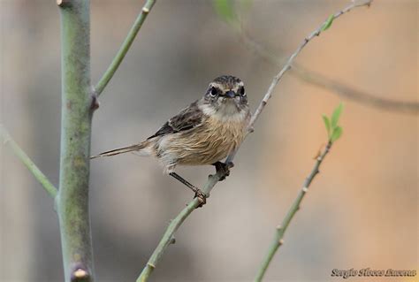 La tarabilla canaria es un ave paseriforme de la familia muscicapidae, que habita en terrenos secos y pedregosos. Viajes, Salidas, Naturaleza, (Fotografía).: Tarabilla ...