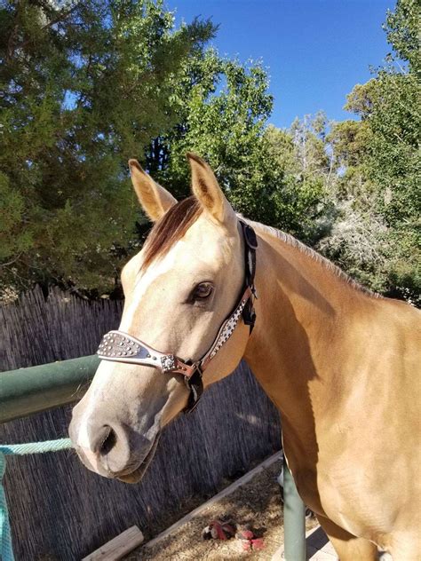 A soft strong leather, usually yellowish or grayish in color, made of deerskin. Aqha Buckskin Gelding For Sale | Buy Aqha Buckskin Gelding Online