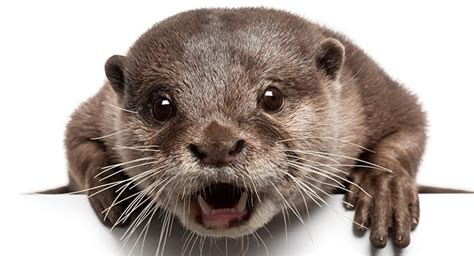 Here's 23 reasons why otters would make perfect companions. Otters As Pets - Do Otters Make Good Family Pets? - Pet Blog