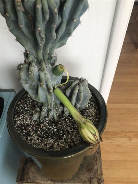 I'm pretty sure when an item gets despawned by cactus you use entitydeathevent considering an item on the ground is an entity. What the heck is my cactus doing : whatsthisplant