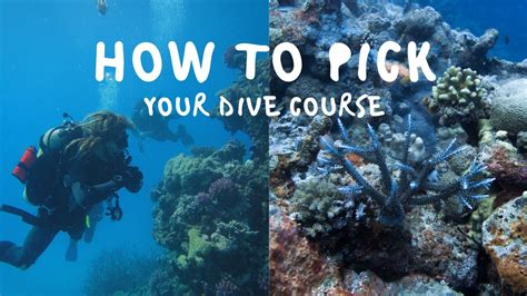 We'll take you through the basics of how much a patent costs and break down why those prices are what they are. How Much does a Dive Course Cost? | Tips for New Scuba ...