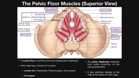 Included within the chart are gorgeous illustrations of the pelvic diaphragm, sphincter muscles, gluteus maximus muscles, and over a dozen more. Anatomy Muscles Pelvis - 11 4 Identify The Skeletal ...