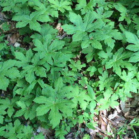 Golden milk lattes are making a big yellow splash on tiktok. Goldenseal (yellow root) | Forest Farming | Pinterest ...