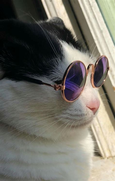 Wood sunglasses, watches and iphone cases made with natural wood for luxury look and feel. National Sunglasses Day: Check Out These 5 Instagram Cats ...