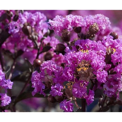 The beautiful pink crepe myrtle tree. 2.25-Gallon Purple Crape Myrtle Black Diamond Purely ...