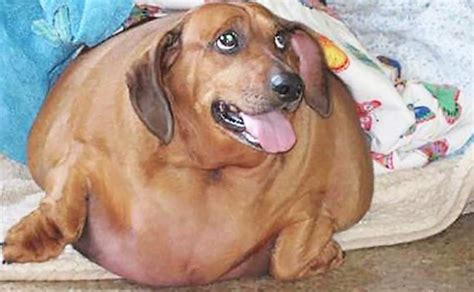 Fat is actually the most concentrated source of energy for your dog and it plays a key role in his diet. Overweight dog loses 54 pounds | Monagiza
