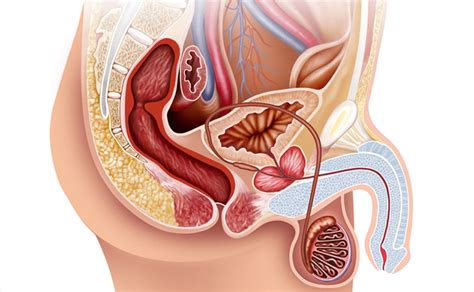 Maybe you would like to learn more about one of these? Apparato urinario maschile anatomia > SHIKAKUTORU.INFO