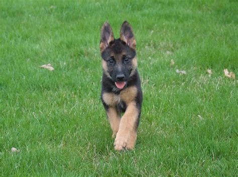 These playful, lovable german shepherd puppies are a powerful, intelligent dog breed with a playful yet stern disposition. Vollmond - German Shepherd Puppies For Sale | Chicago ...