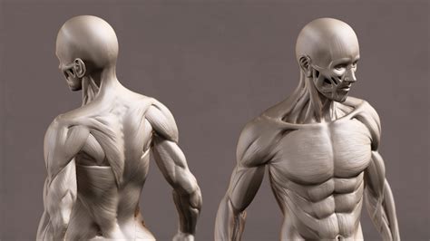 The testes are also the body's main source of male hormones. ArtStation - Male Anatomy, Xiong Lin