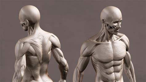 The figure is posed in the extreme to show the. ArtStation - Male Anatomy, Xiong Lin