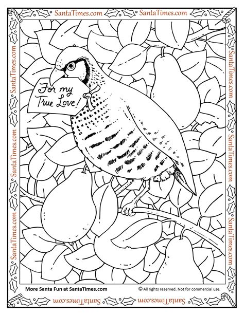 A partridge in a pear tree. Partridge in a Pear Tree Coloring Page. This and many more ...