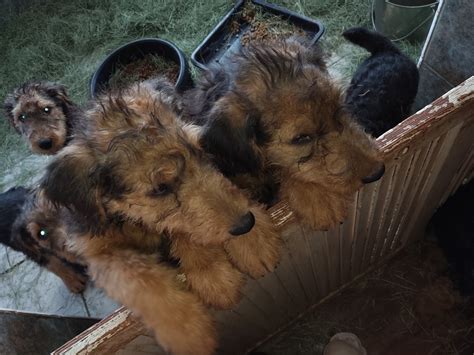 The puppies are just 3 weeks old, but, already two have been selected for new homes. Airedale Terrier Puppies For Sale | Laguna, NM #311712