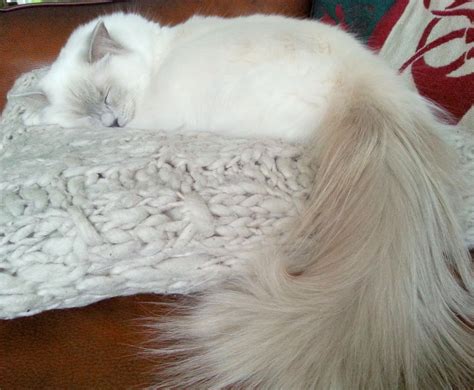 Cosmo thinks tails is cute. Beautiful tail www.ribbonsragdolls.com | Beautiful cats, Cat tail, Cute animal pictures