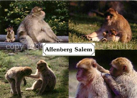 Du möchtest die herumtollenden affen hautnah erleben und diese sogar füttern? AK / Ansichtskarte Affen Berberaffen Affenberg Salem ...