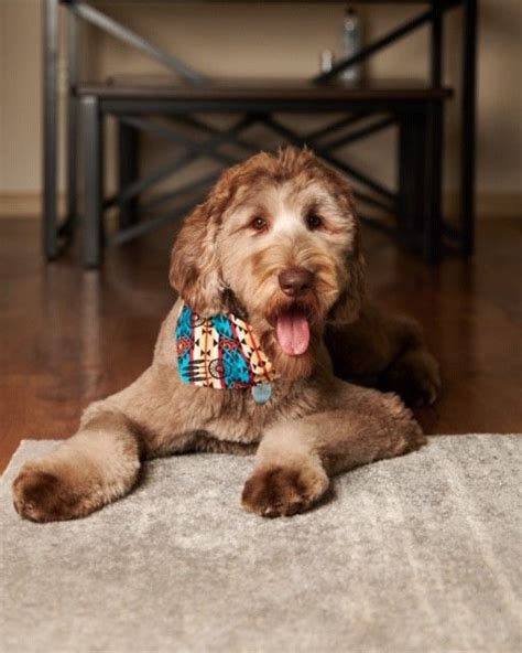 Finding schnoodle puppies in pennsylvania is like russian roulette. Schnoodles - Giant Schnoodle Puppies - Angela's ...