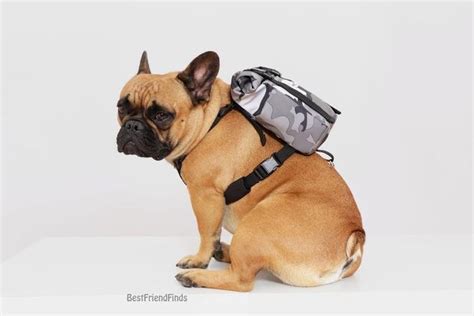 Для просмотра онлайн кликните на видео ⤵. French bulldog backpack / dog pack / dog backpack with ...