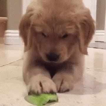 Find over 100+ of the best free golden retriever puppies images. Golden Retriever Puppy GIF by Rover.com - Find & Share on ...