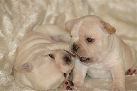 French bulldog breed comes in different coat color variations. Cream French Bulldog Puppies, Top American Lines ...