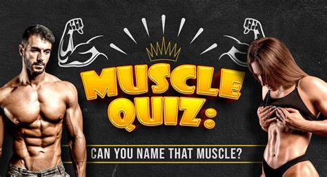 True to their name, the quads consist of four major muscles: Muscle Quiz: Can You Name That Muscle? | BrainFall