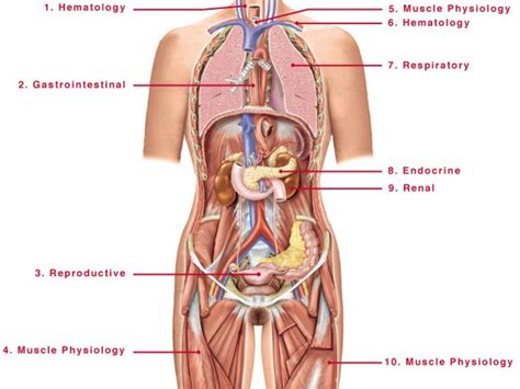 Understanding diseases related to the female sexual organs based on the science of german new note: Female Body Diagram Organs : The Female Muscular System ...