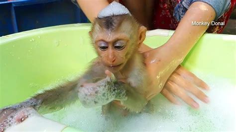 This adorable yet hilarious video showcases how tough it can be for a mother to bathe her child. Cute Baby Monkey Donal Take Bubble Bath First Time - YouTube