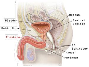 Welcome to this prostate massage video series done by jonas sterling that explains everything you need to know to learn how to massage,milk and stimulate the prostate. What does a prostate massage do. Prostate massage - Wikipedia