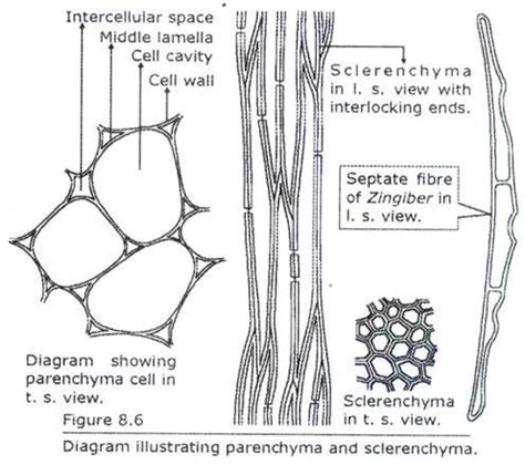 Maybe you would like to learn more about one of these? Pin by Sue Moss on plant tissue | Cell wall, Plant tissue ...
