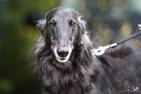 Jahrhunderts großer beliebtheit als dekorativer begleithund eleganter damen in westeuropa. Borzoi. | Barsoi, Windhunde und Hunde