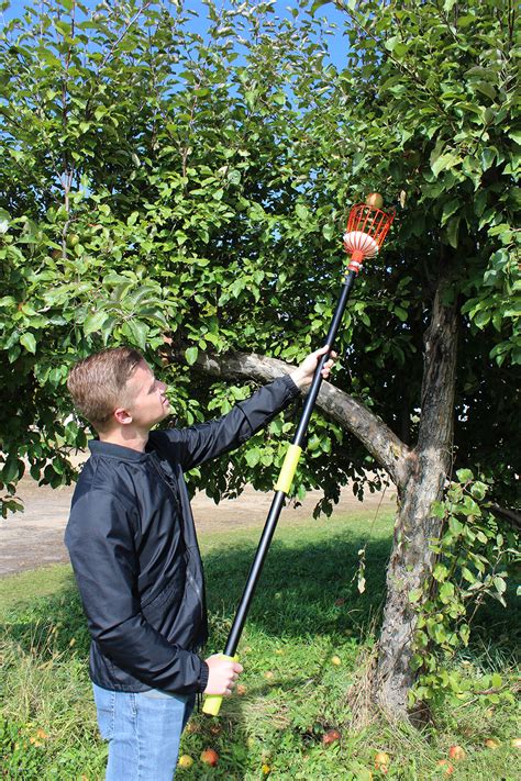 Fruit picker features a soft tpr grip aluminum fruit picker features a soft tpr grip aluminum handle with safety lock. 7Penn Fruit Tree Picker Tool with Basket and Aluminum ...