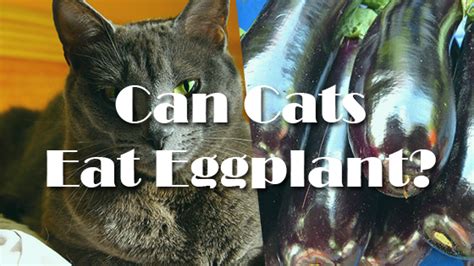 Okra, along with other members of the nightshade family of plants produces a toxin called glycoalkaloid solanine which is harmful to pets. can cats have eggplant | Pet Consider