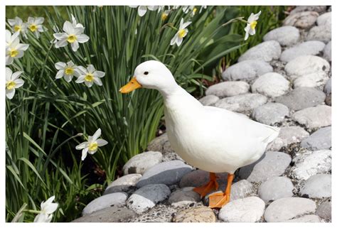 There are many domestic duck breeds with as many distinct characteristics. Top five duck breeds to keep as pets | Jim Vyse Arks ...