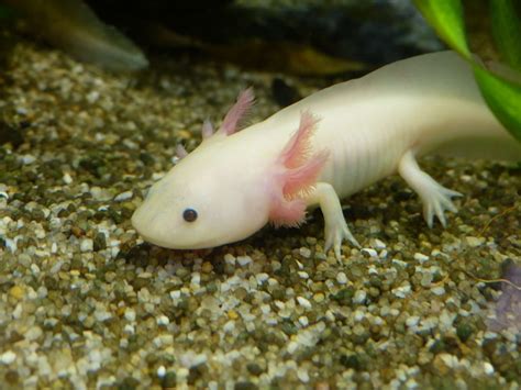 Larvae of this species fail to undergo metamorphosis to a terrestrial form. axolotl (5) - Biotropica