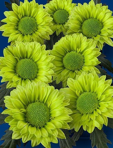 Green allium ball filler flowers add texture. Unique Green Santini Chrysanthemum | Girasoles