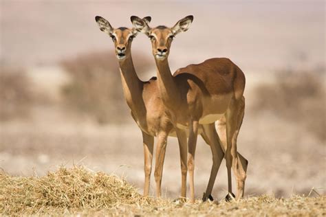 How many years do Impalas live? 2